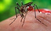 चिकनगुनिया की बीमारी विविध उपचार,Chikungunya Symptoms Treatment In Hindi,Chikungunya ka ilaj,Chikungunya kaise thik kare, Chikungunya dawai, nayichetana.com