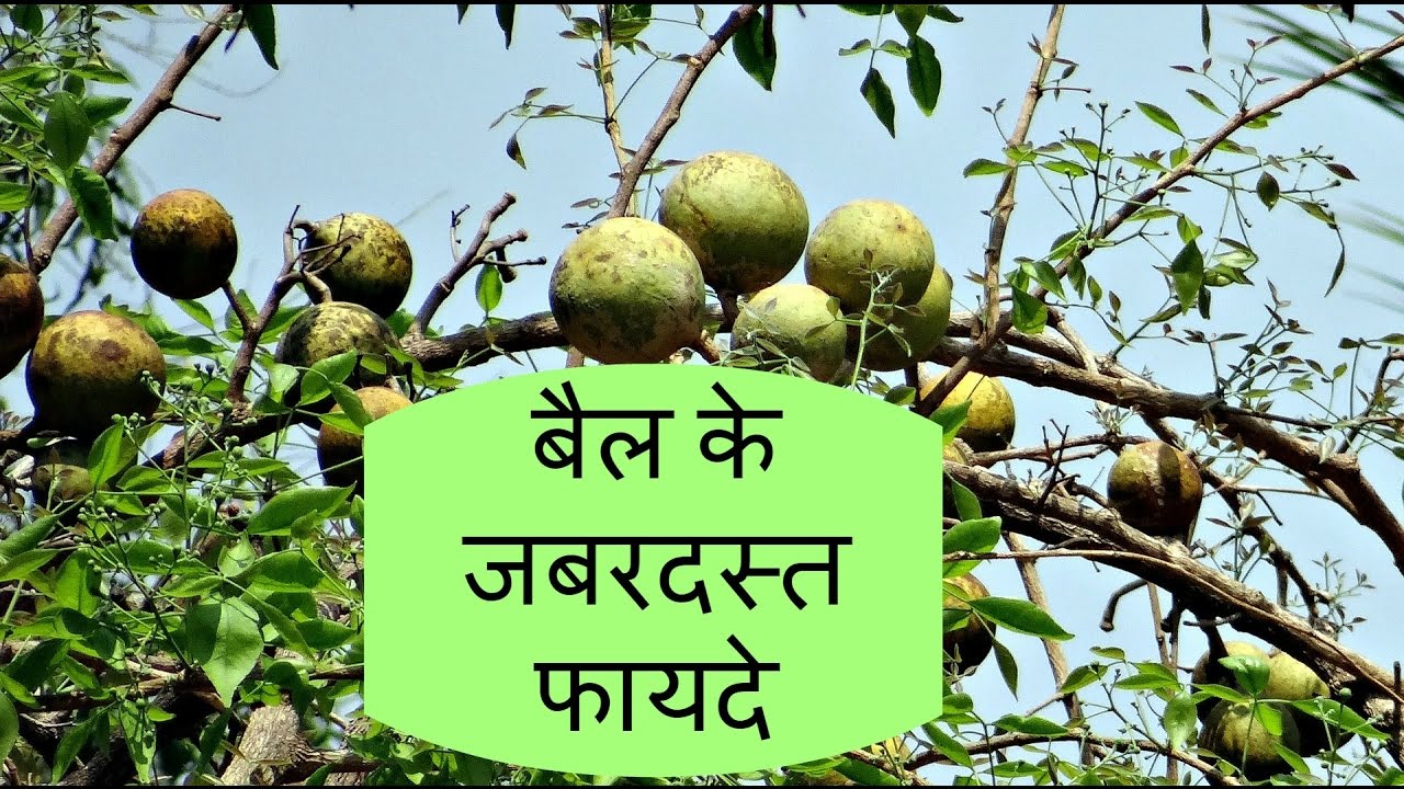 बेल खाने के फायदे व प्रकार Bael Benefits Types In Hindi